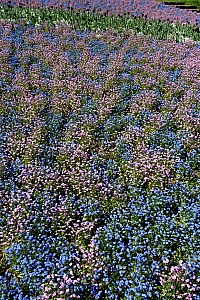 DSC_1300-web.jpg
