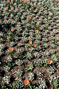 DSC_1333-web.jpg