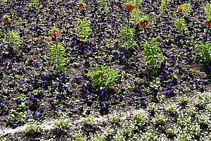 DSC_1337-web.jpg