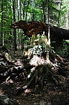 DSC_0484.jpg