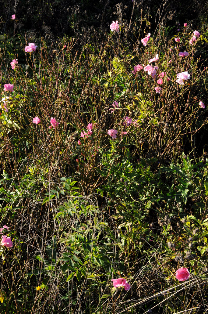 DSC_7537.jpg