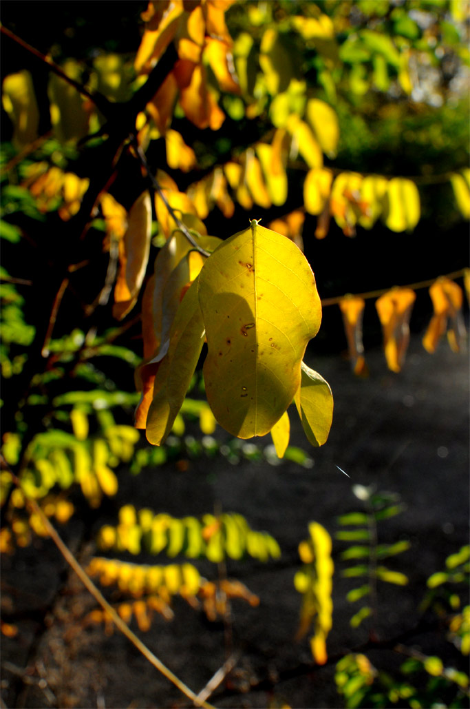 DSC_7554.jpg