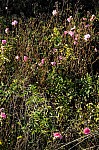DSC_7537.jpg