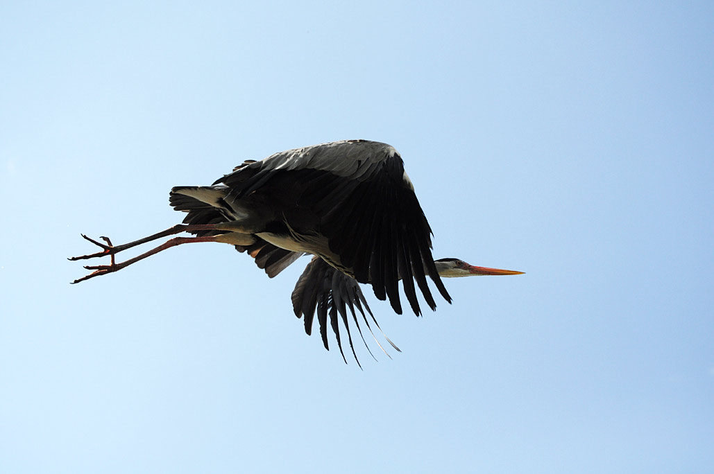 DSC_6975.jpg