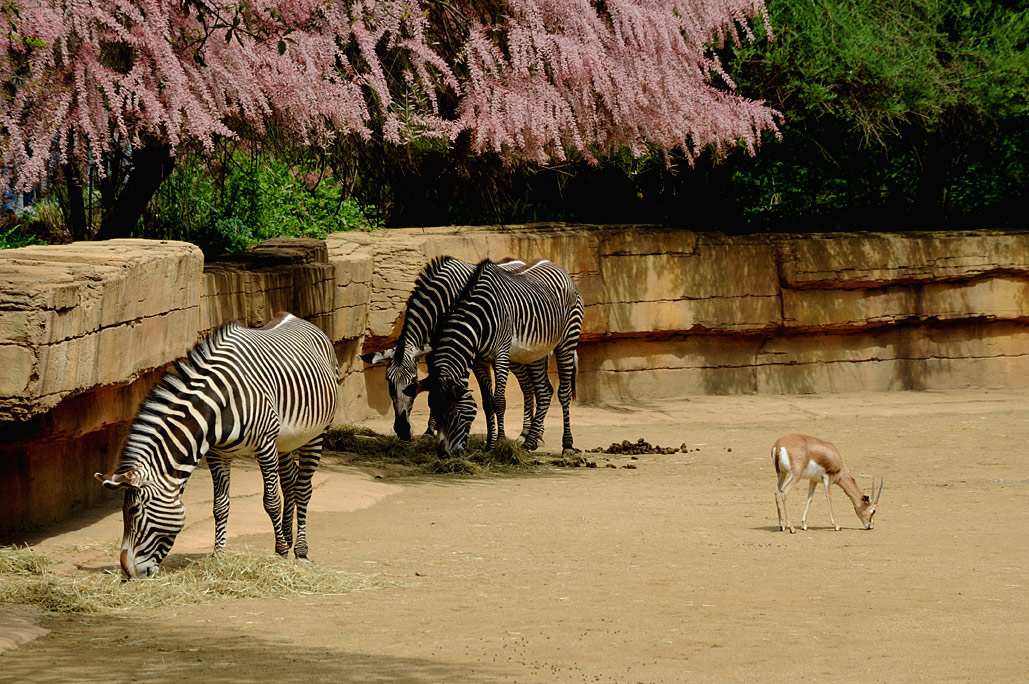 DSC_7126.jpg