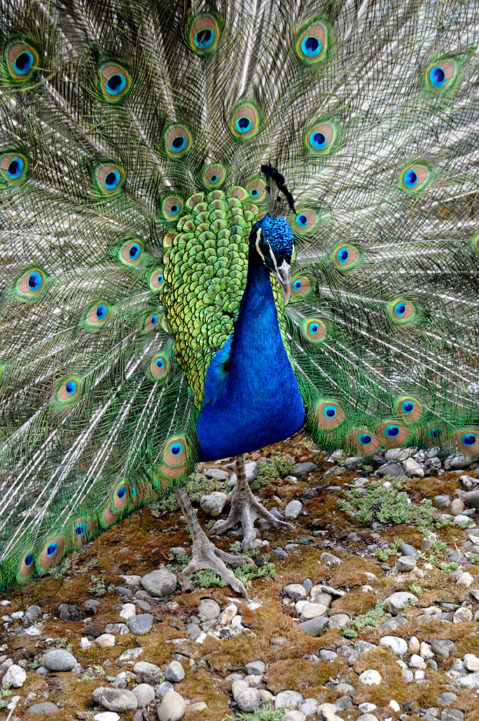 DSC_7172.jpg