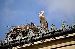 DSC_6917.jpg