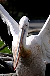 DSC_6920.jpg