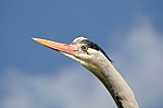DSC_6951.jpg