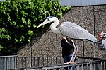 DSC_6960.jpg