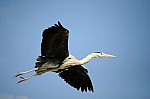 DSC_6982.jpg