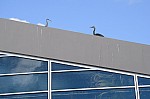 DSC_7079.jpg