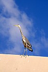DSC_7082.jpg