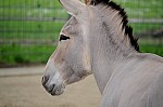 DSC_7116.jpg