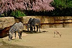 DSC_7126.jpg