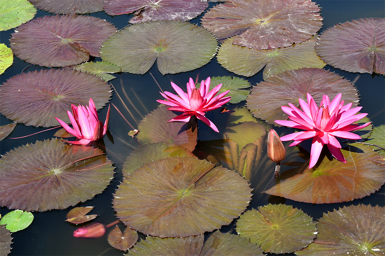 DSC_0075.jpg