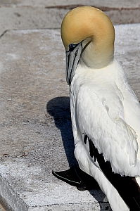DSC_0063.jpg