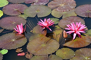 DSC_0075.jpg